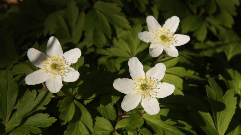 Buschwindröschen blühen in Wald und Heide Buschwindröschen blühen in Wald und Heide