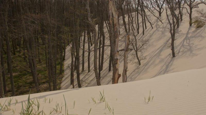 Verlandung des Küstenwaldes Verlandung des Küstenwaldes